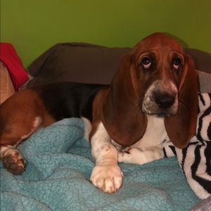 Meet your Posher, Alison